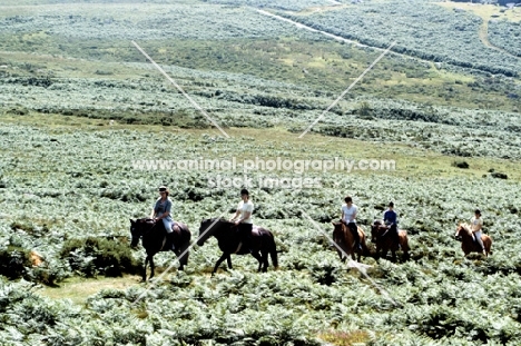 trekking on dartmoor riding dartmoor ponies