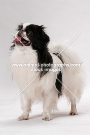 Japanese Chin on white background, Australian Champion