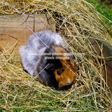 roan abyssinian guinea pig in pen on grass with hay