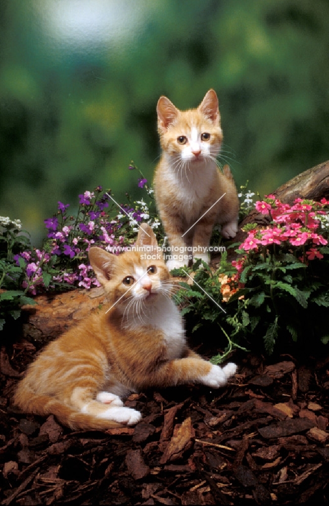 two bi-coloured kittens