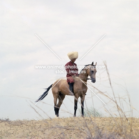 polotli, famous akhal teke stallion with lone rider in traditional turkmen clothes