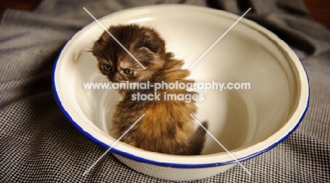 Scottish Fold kitten in a bowl