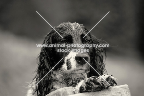 black and white wet english springer spaniel 