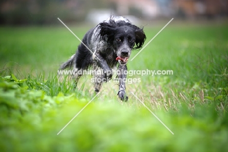 happy black and white English Setter running in an open field