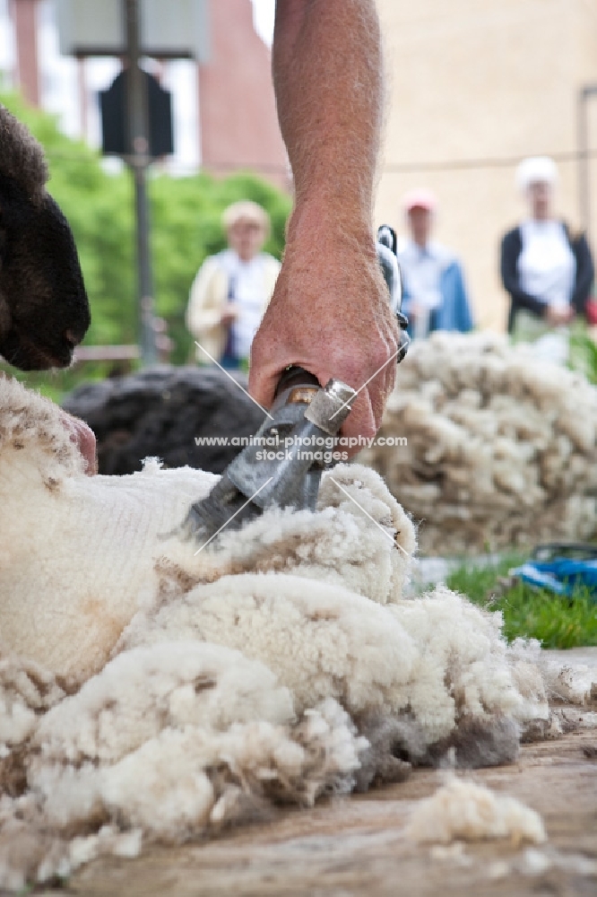 shearing wool