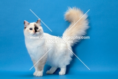 fluffy Ragdoll, Seal Tortie Point Mitted