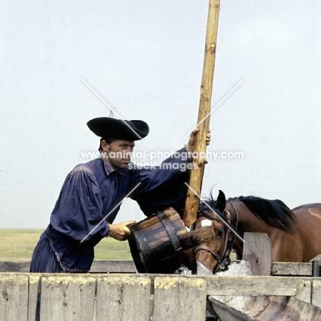 csikó filling trough for hungarian horses on great hungarian plain
