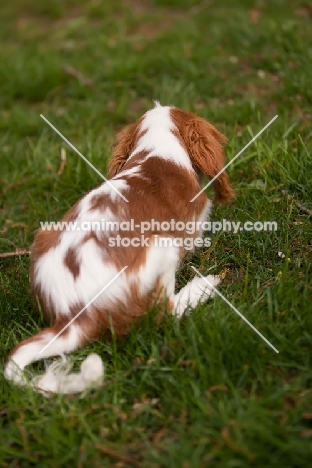 Cavalier King Charles Spaniel, back view