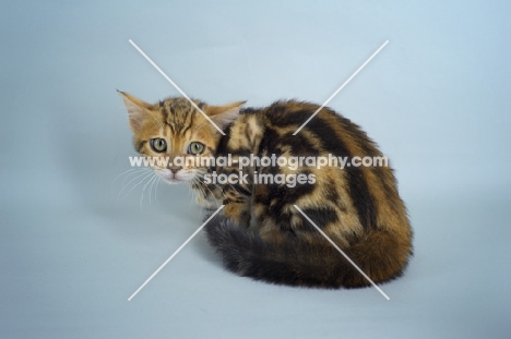 marbled bengal kitten on grey background