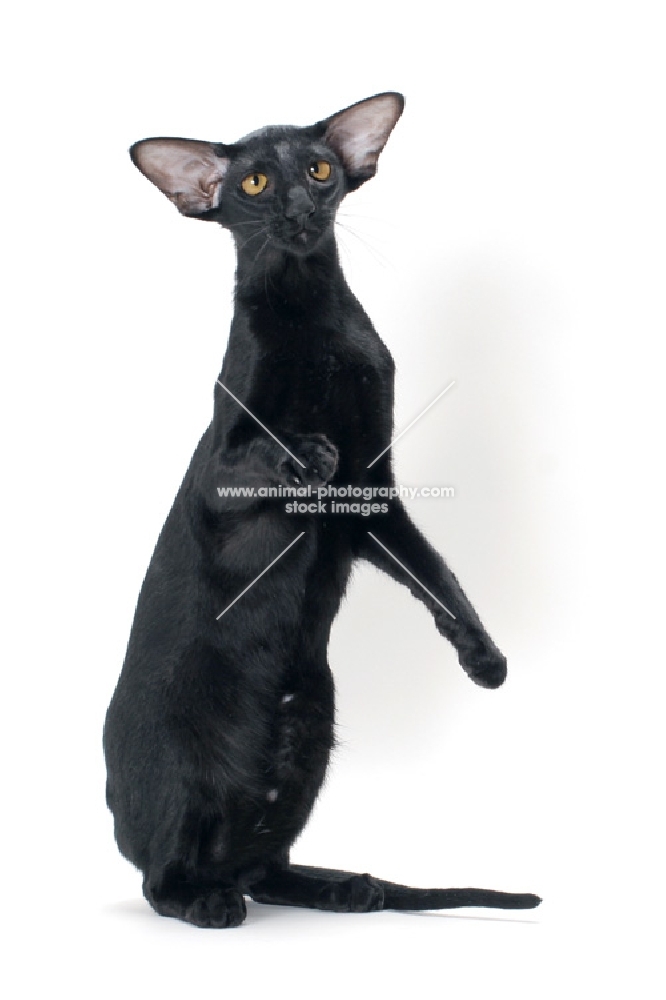 black Oriental Shorthair, standing on hind legs