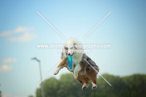 blue merle australian shepherd catching frisbee in the air, all legs in the air