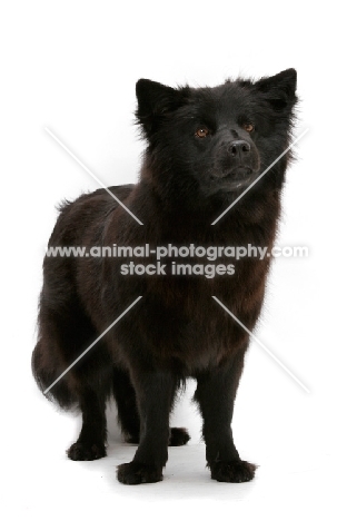 Swedish Lapphund standing on on white background