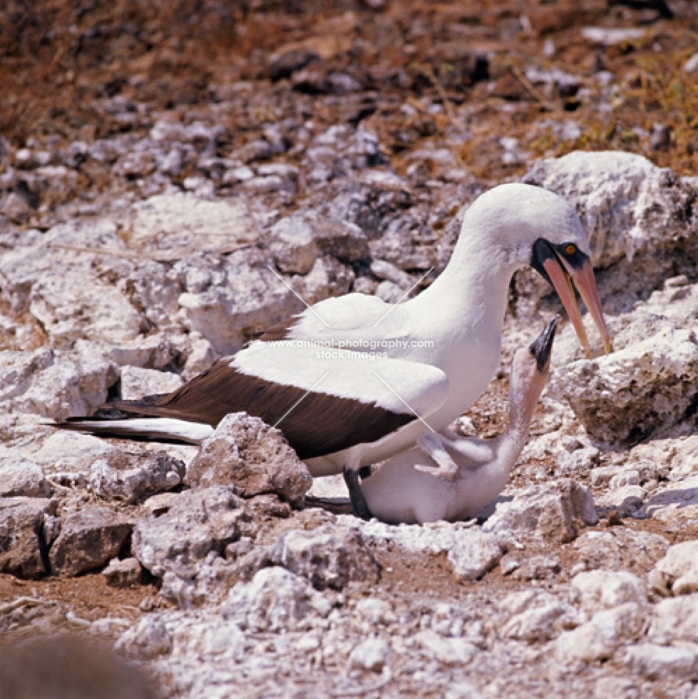 masked booby and chick requesting a feed on nest on daphne island, galapagos islands