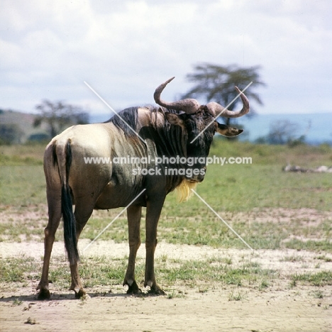 wildebeest in amboseli national park