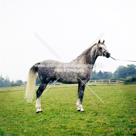 arab stallion on grass, looking ahead