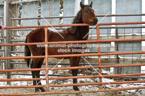 Morgan horse behind fence