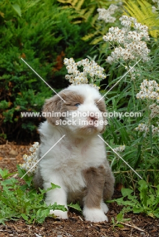 Bearded Collie puppy in garden