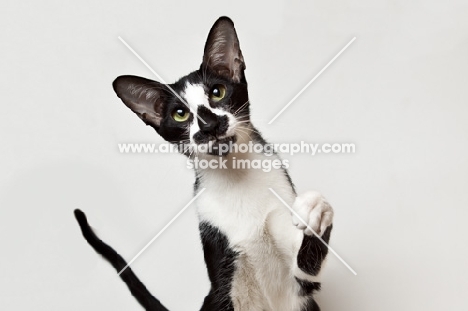oriental shorthair cat looking at camera, one paw up