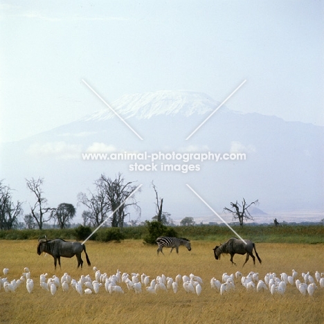 two wildebeests walking in the distance with cattle egrets, mt kilimanjaro