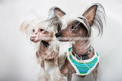 Two chinese crested dogs, one with clothes