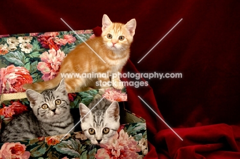 three kittens in a box