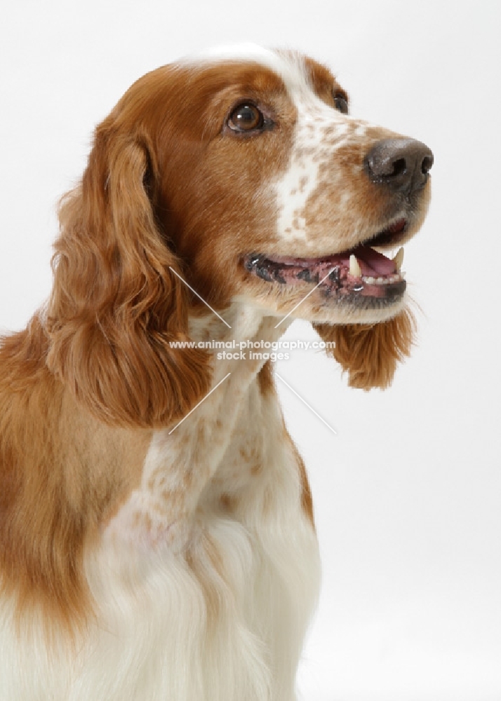 Australian / NZ Champion Welsh Springer Spaniel, portrait