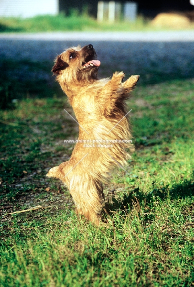 norfolk terrier standing on hind legs