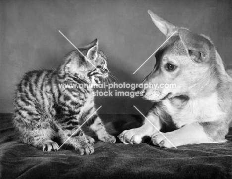 kitten meowing at dog