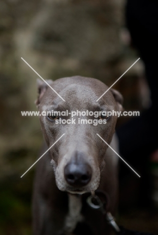 Lurcher dog looking at camera with muted background