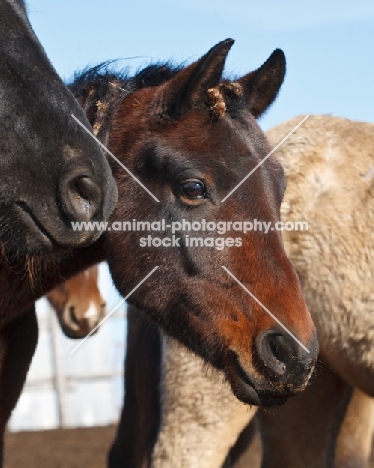 Morgan Horse portrait