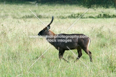 waterbuck walking in Kenya