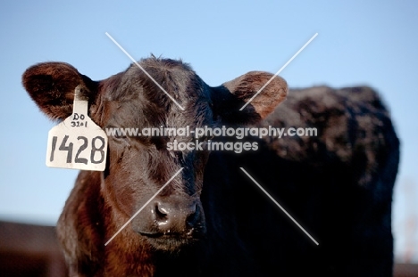 black Aberdeen Angus