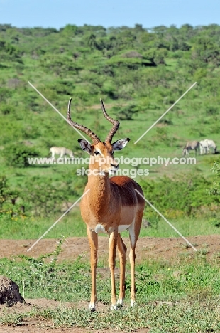 Impala