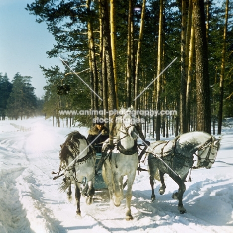 troika with three orlov trotters trotting in snow