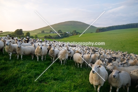 Scottish Mule, Texel cross and Suffolk cross ewes