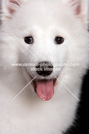young Samoyed pup in studio, looking at camera