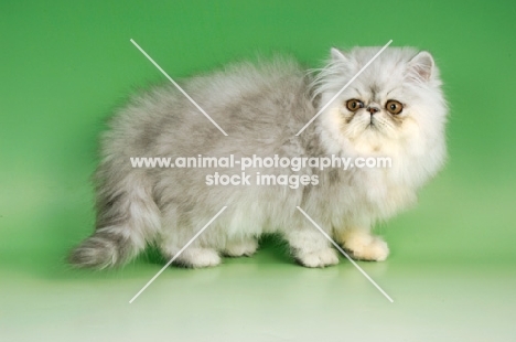 pewter persian kitten on green background