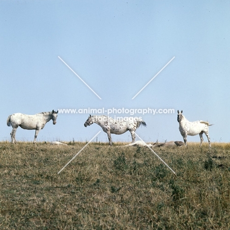 knabstrup group on skyline in denmark