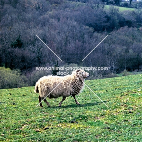 portland sheep walking on hillside