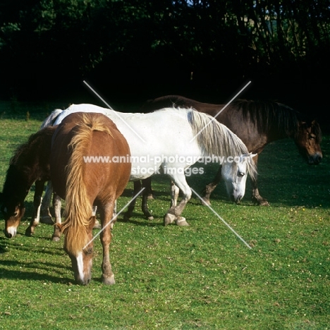 dartmoor ponies in different colours