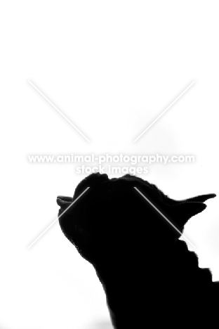 French Bulldog with tongue out as silhouette