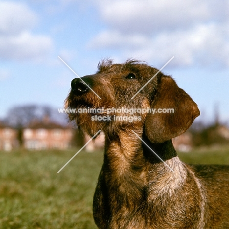 ch gisbourne inca, wire haired dachshund, portrait