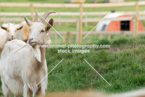 Golden Guernsey goats in field