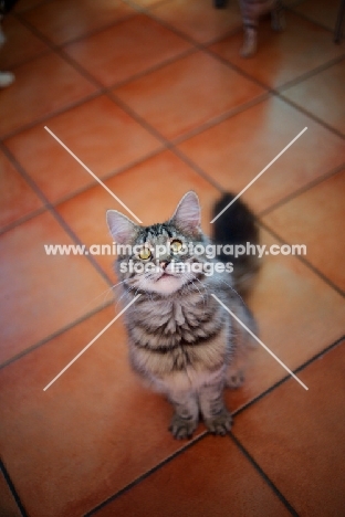 Norwegian Forest Cat, Quadzilla's Taiji sitting on the floor an looking up