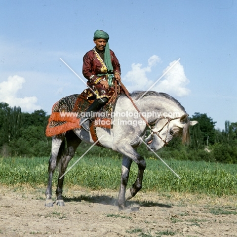 lokai stallion with decorated bridle and blanket pawing ground at dushanbe, rider in traditional clothes