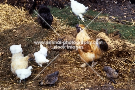 various chickens on a dung heap