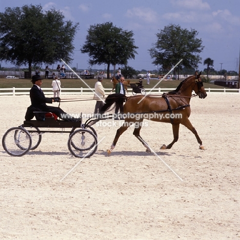 Arab USA harness class Tampa,