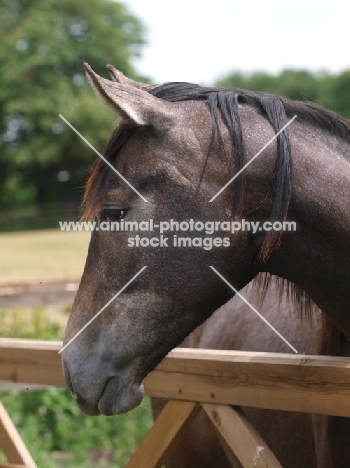 Thoroughbred hprse, looking over fence