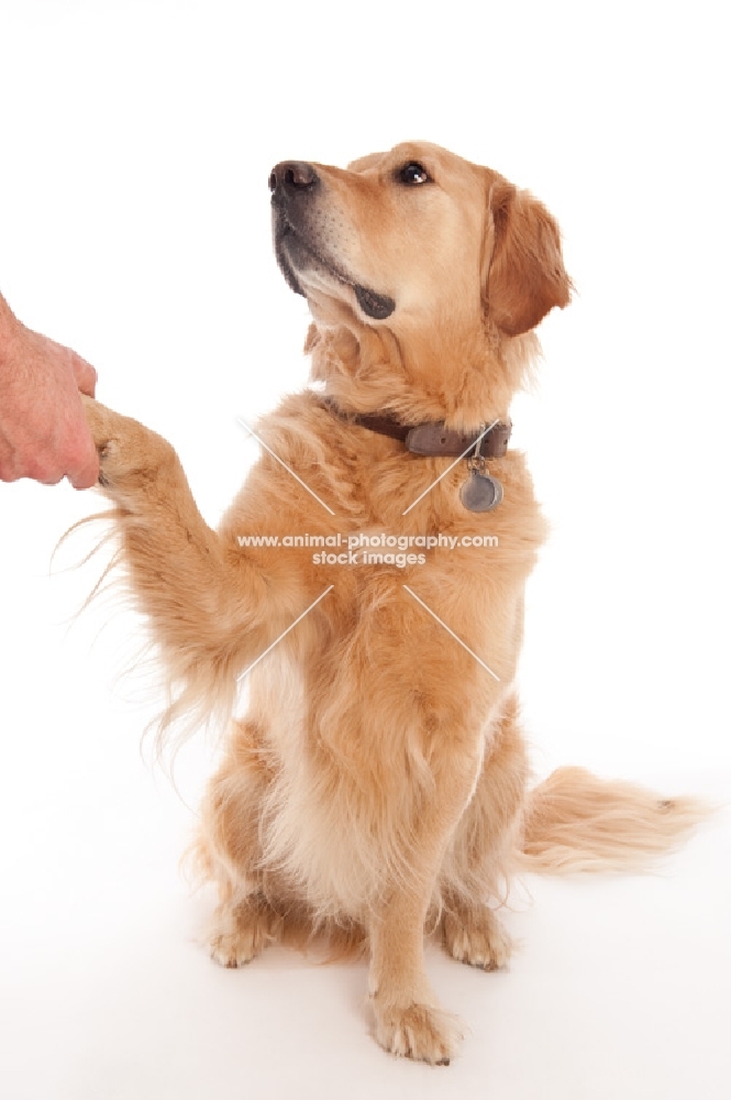 Golden Retiever shaking owners hand