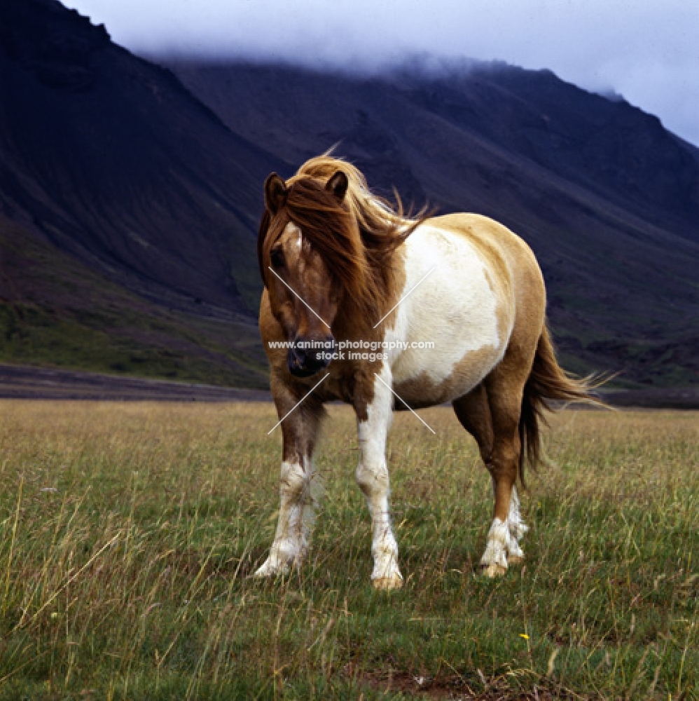 Iceland horse at Kalfstindar